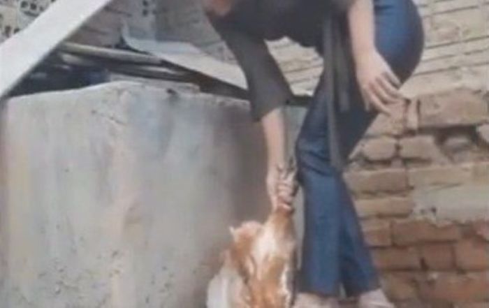 Leia mais sobre o artigo Após ação do MPRN, mulher suspeita de maus-tratos contra animais é presa no interior do RN