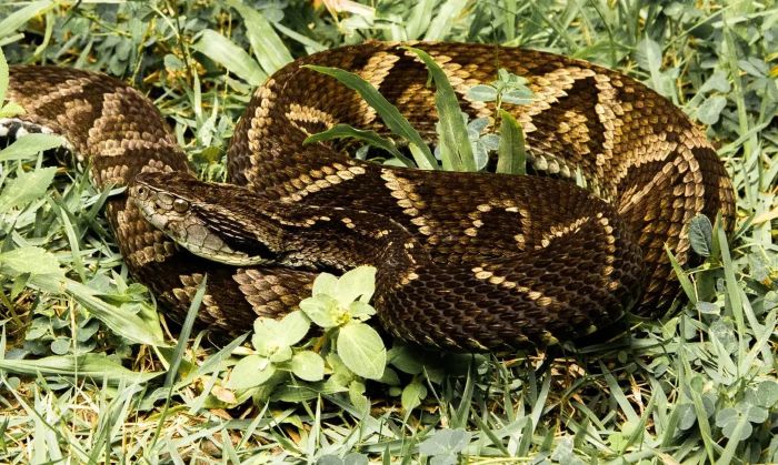 Leia mais sobre o artigo Sesap alerta população sobre prevenção de acidentes com serpentes