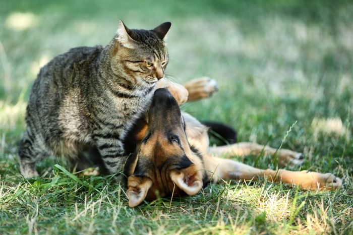 Leia mais sobre o artigo Ministério Público recomenda medidas para controle populacional de animais em Afonso Bezerra