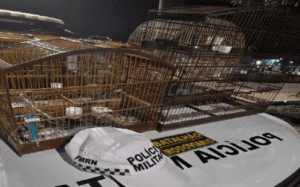 Leia mais sobre o artigo CPRE/Batalhão Rodoviário detém homem que transportava aves silvestres em gaiolas durante blitz na Grande Natal