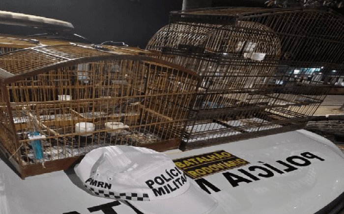 No momento, você está visualizando CPRE/Batalhão Rodoviário detém homem que transportava aves silvestres em gaiolas durante blitz na Grande Natal