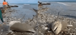 Leia mais sobre o artigo Galinhos: Tubarão acaba capturado em rede de pesca e é devolvido ao mar por pescadores no RN