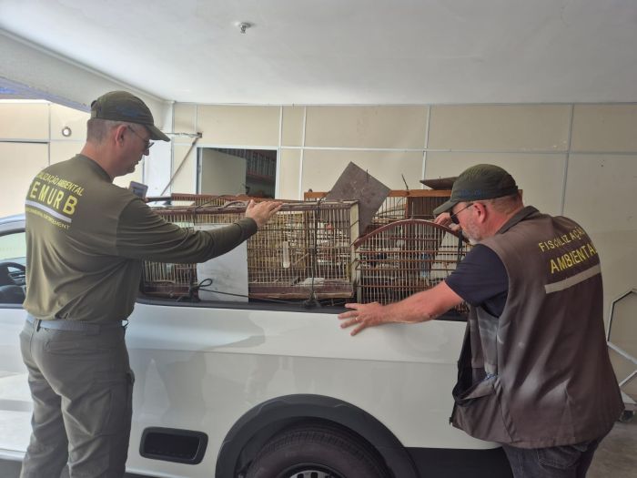 Leia mais sobre o artigo Ação conjunta entre Semurb e Polícia Civil apreende 54 aves silvestres em Natal