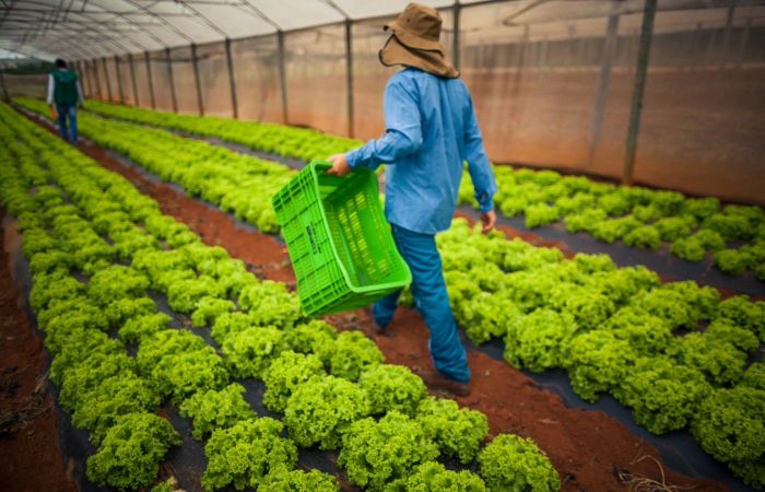 Leia mais sobre o artigo Dívidas rurais: CMN publica regras para acesso de produtores às renegociações
