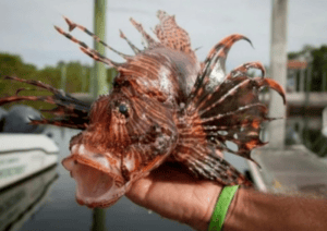 Leia mais sobre o artigo Prefeitura de Rio do Fogo promove torneio para combater o peixe-leão com R$ 3,5 mil em premiações