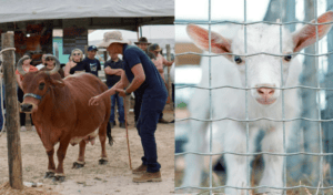 Leia mais sobre o artigo 5ª edição da Agropec reúne produtores, expositores e atrações culturais em Jandaíra nesta sexta e sábado