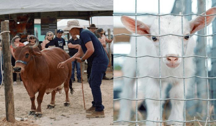 Leia mais sobre o artigo 5ª edição da Agropec reúne produtores, expositores e atrações culturais em Jandaíra nesta sexta e sábado