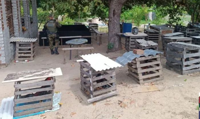 Leia mais sobre o artigo Polícia Ambiental apreende 27 galos em local usado para rinhas em Natal