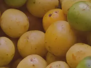 Leia mais sobre o artigo São Miguel do Gostoso produz 300 toneladas de umbu e concentra 36% da produção do RN