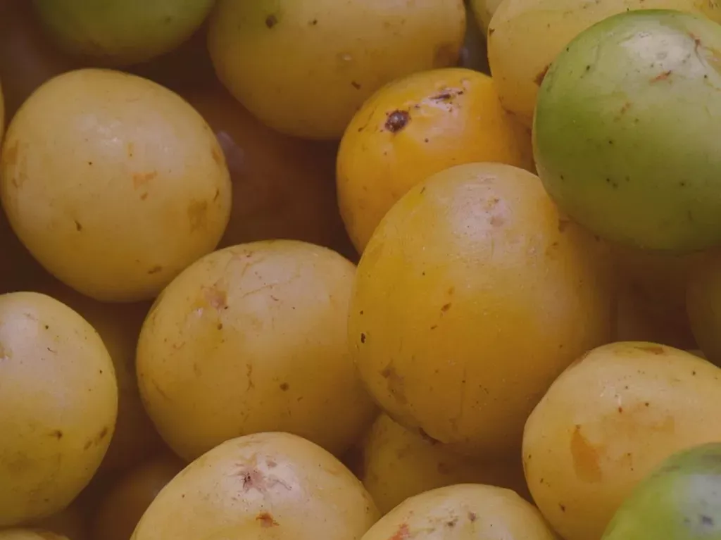 Leia mais sobre o artigo São Miguel do Gostoso produz 300 toneladas de umbu e concentra 36% da produção do RN