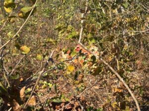 Leia mais sobre o artigo Homem é assassinado e decapitado no interior do Rio Grande do Norte