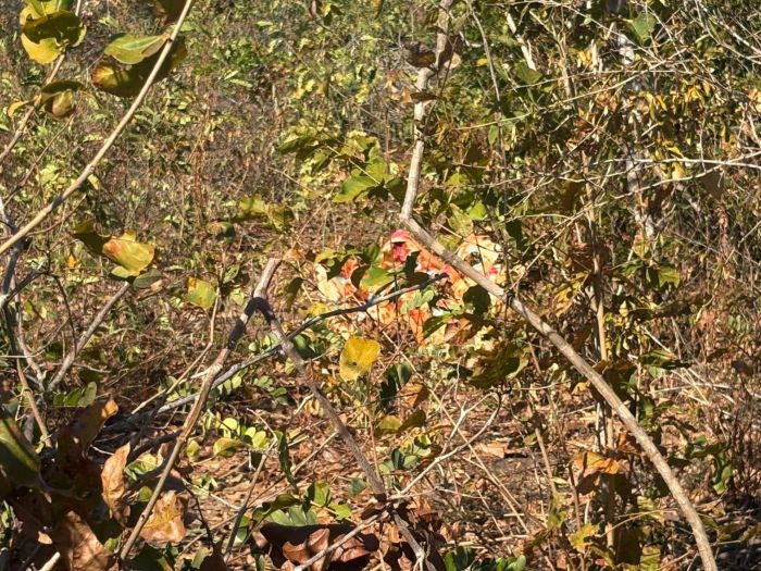 Leia mais sobre o artigo Homem é assassinado e decapitado no interior do Rio Grande do Norte