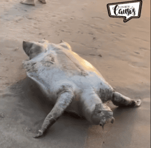 Leia mais sobre o artigo Tartaruga marinha é encontrada morta na Praia da Xepa, em São Miguel do Gostoso