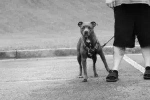 Leia mais sobre o artigo Tutores de pitbull são condenados após ataque à cadela durante passeio em via pública em Natal
