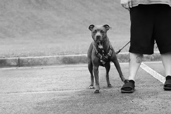Leia mais sobre o artigo Tutores de pitbull são condenados após ataque à cadela durante passeio em via pública em Natal